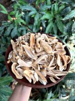 چغاله انبه - Image 3